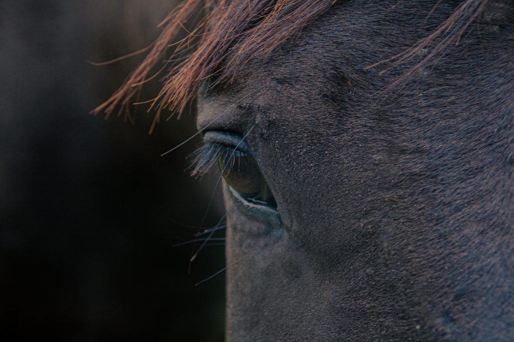 Accueil équi'heart, travail du cheval, Lannion, côtes-d'armor en Bretagne