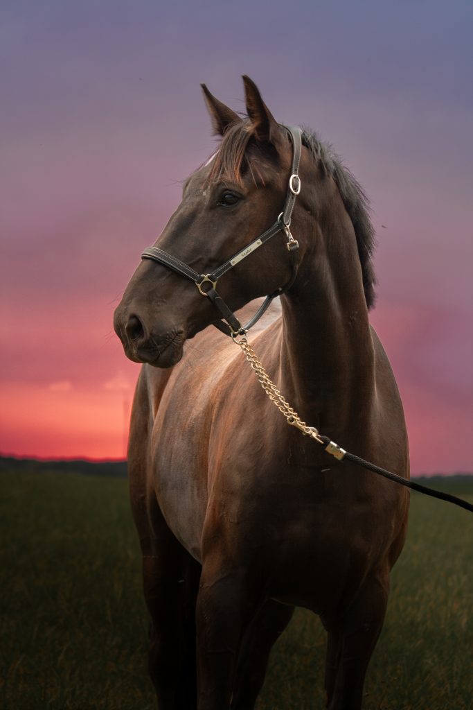 Accueil équi'heart, travail du cheval, Lannion, côtes-d'armor en Bretagne