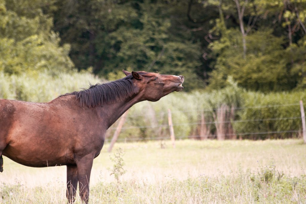 Accueil équi'heart, travail du cheval, Lannion, côtes-d'armor en Bretagne